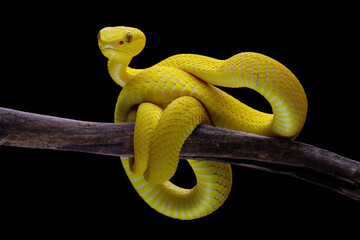 Yellow viper snake isolated on black background, Yellow White-lipped Pit Viper (Trimeresurus insularis)
