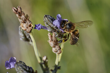 abeja melífera en flor de lavanda 