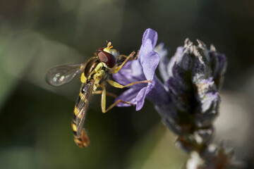 mosca de las flores en una flor de lavanda