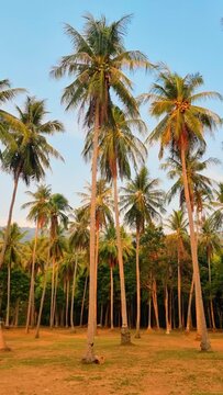 A row of palm trees against a backdrop of blue skies creates a picturesque scene in a field, showcasing the beauty of nature and terrestrial plants
