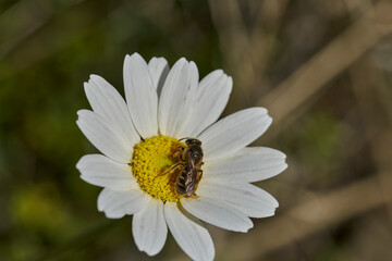 abeja melífera sobre una flor de margarita