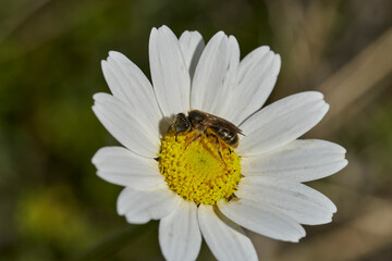 Fototapeta premium abeja melífera sobre una flor de margarita