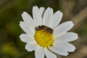 Fototapeta premium abeja melífera sobre una flor de margarita