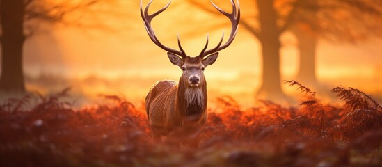 A Red deer, scientific name Cervus elaphus, is standing alone in the middle of a dense forest at dawn in the UK. The deers majestic presence is highlighted by the surrounding trees and foliage. - obrazy, fototapety, plakaty
