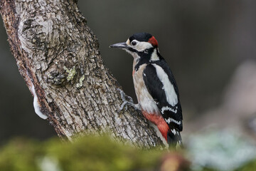 pico picapinos pájaro carpintero 