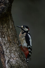 pico picapinos en un tronco seco