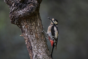 pico picapinos en un tronco seco