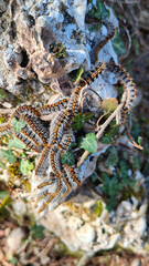 Oruga procesionaria-Thaumetopoea pityocampa