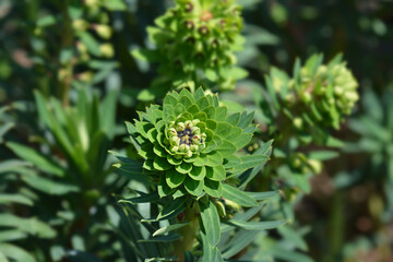Spurge Black Pearl flower buds