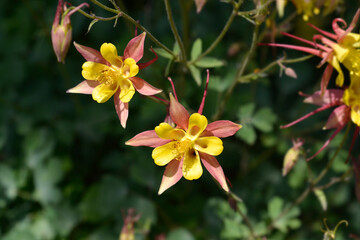 Columbine Swan Pink and Yellow flowers