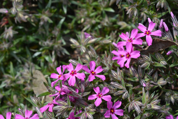 Fototapeta premium Creeping Phlox Atropurpurea flowers