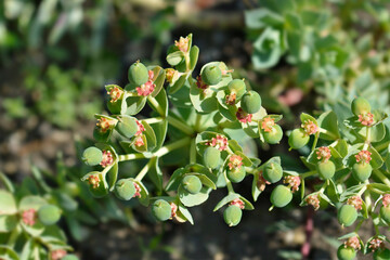 Myrtle spurge fruit