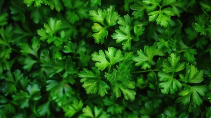 Close-up of fresh garden parsley leaves