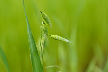 Common oat in the field