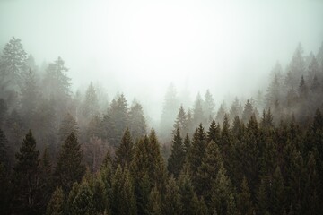 Trees next to each other in the forest covered by the creeping mist