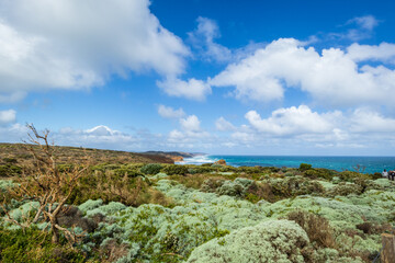 Fototapeta na wymiar Coastal Serenity: Lush Greenery Meets the Azure Sea, Great Ocean Road, Australia