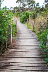 Serene Journey on a Wooden Boardwalk Amidst Nature, Tower Hill Wildlife Reserve, Australia