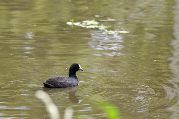 Une talève sultane (Porphyrio porphyrio) ou poule sultane se déplace à la surface de l'eau.