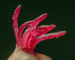 Closeup of a Corylus avellana, the Common Hazel. 