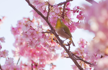 満開の河津桜の花とメジロ