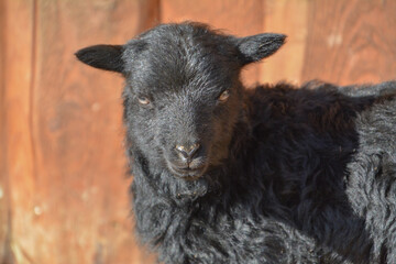 Fototapeta premium Freshly born black lamb in spring