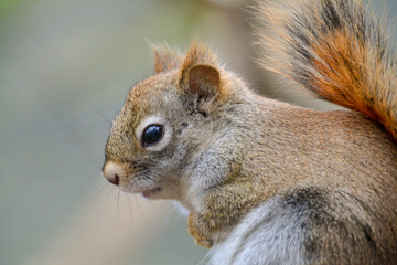 Little adorable squirrel red portrait