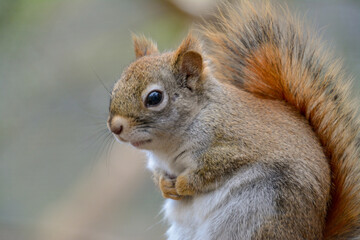 Naklejka na ściany i meble Little adorable squirrel red portrait