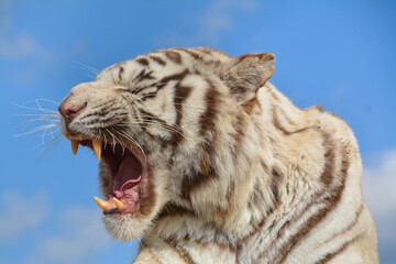White Bengal tiger shows teeth and roars