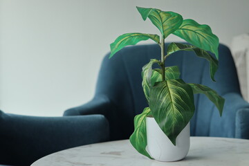 monstera in a potted plant.decoration a living room