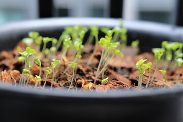 sprouts in a pot