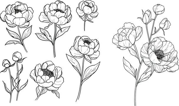 set of peony flowers illustration. hand drawn continuous line drawing