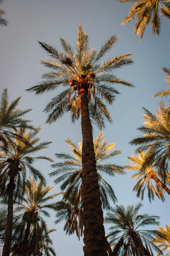 Date palms on plantation in Degache oasis town, Tozeur Governorate of Tunisia