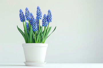 Blue muscari flower in a White Jug in a flowerpot on a white background. - obrazy, fototapety, plakaty