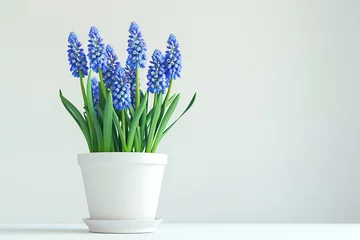 Fotobehang Blue muscari flower in a White Jug in a flowerpot on a white background. © pikshine