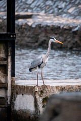Heron hunting on the river in middle of the town