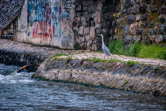 Heron hunting on the river in middle of the town with graffiti in background