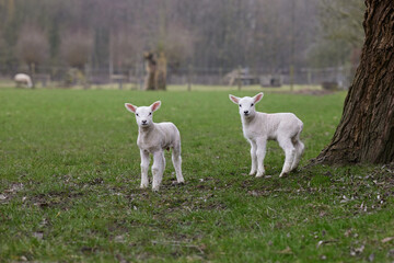 Two baby lambs on meadow