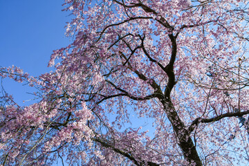 青空に映える枝垂れ桜
