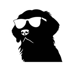 Golden retriever dog