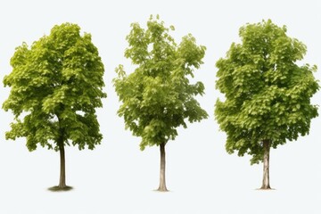A variety of tree types isolated on a white background. Suitable for educational materials or nature-themed designs - obrazy, fototapety, plakaty