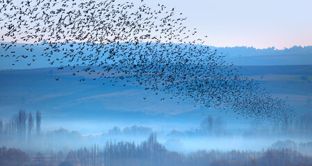 Beautiful large flock of starlings - The natural phenomenon - Dramatic foggy sunrise over a...