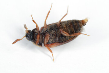 The brown carpet beetle Attagenus smirnovi Dermestidae family a synanthropic pest which lives in human homes and apartments.