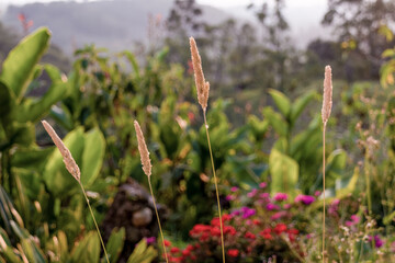 Four spikes of grass illuminated by the light of the sunset, in a garden in the eastern Andean mountains of central Colombia.