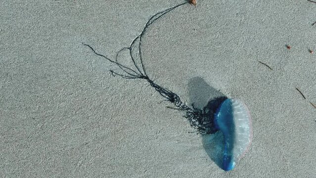 Medusa is a Portuguese boat on the beach of Cuba. A dangerous and poisonous jellyfish washed ashore in the Atlantic Ocean by a storm. A balloon with a pink and blue jellyfish on the sand.