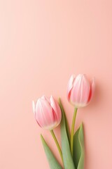Three pink tulips on a pink background. Perfect for spring-themed designs