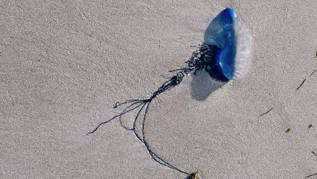 Medusa is a Portuguese boat on the beach of Cuba. A dangerous and poisonous jellyfish washed ashore in the Atlantic Ocean by a storm. A balloon with a pink and blue jellyfish on the sand.