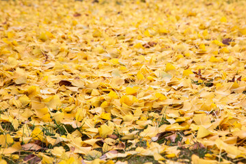 View of the yellow ginkgo leaves fallen on the ground