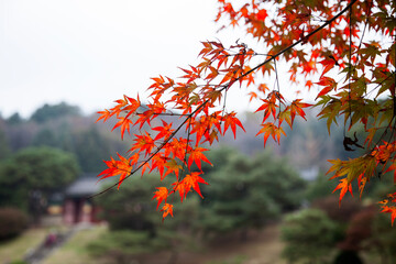 View of the red maple leaves in autumn
