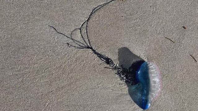 Medusa is a Portuguese boat on the beach of Cuba. A dangerous and poisonous jellyfish washed ashore in the Atlantic Ocean by a storm. A balloon with a pink and blue jellyfish on the sand.