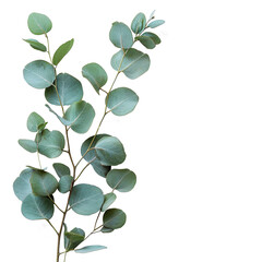 Obraz premium eucalyptus twig isolated against transparent background